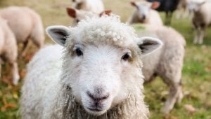 Animals Used for Clothing Factsheets