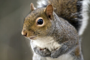 Eastern Gray Squirrel (Sciurus carolinensis)