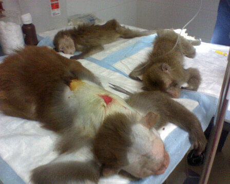 Animal Experimentation Animal Cruelty