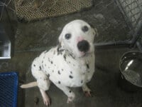Labrador Dog used by Laboratory and Research Services