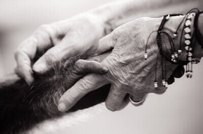 Chimpanzee and Human Holding Hands