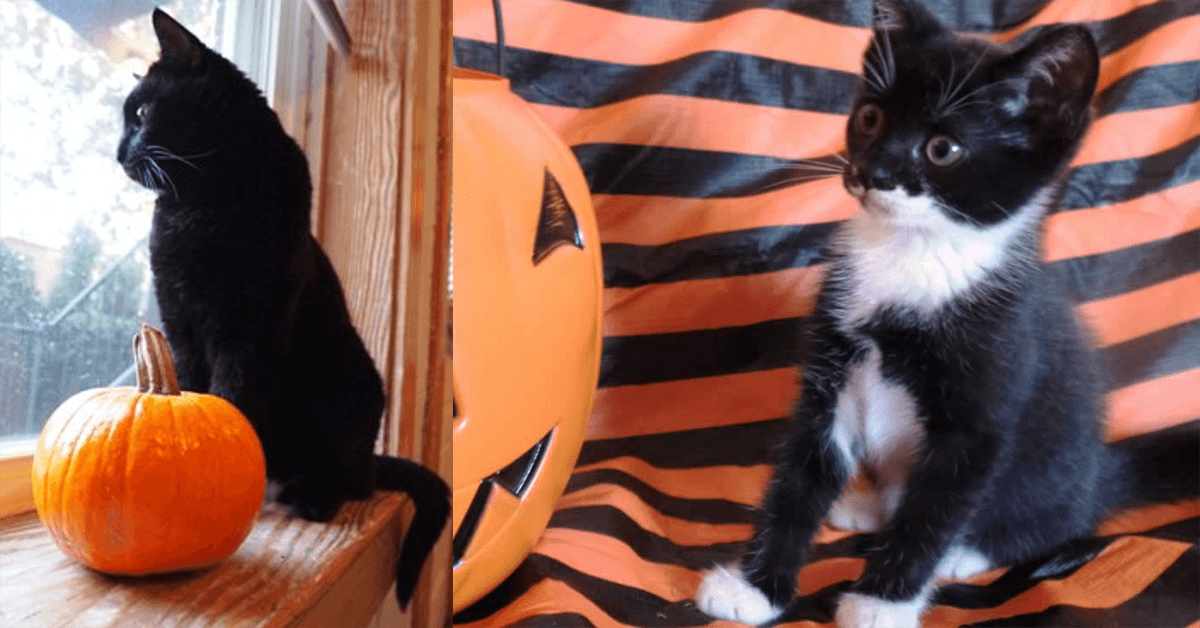 keep your animals safe and happy this halloween peta