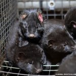 Mink Animal Rights Alliance