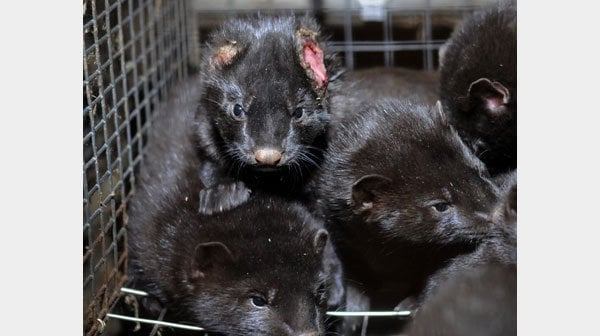 Urge OpulenceMD Beauty to Stop Supporting Violence Against Minks
