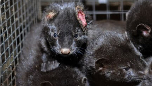 Urge OpulenceMD Beauty to Stop Supporting Violence Against Minks