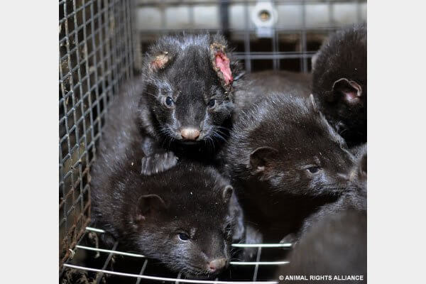 Mink Animal Rights Alliance