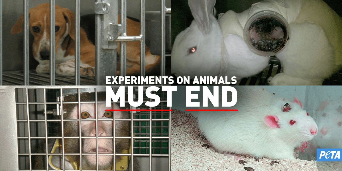Animal Testing Animals Used In Experiments PETA
