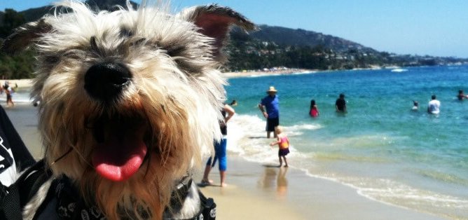 10 Summer Beach Essentials