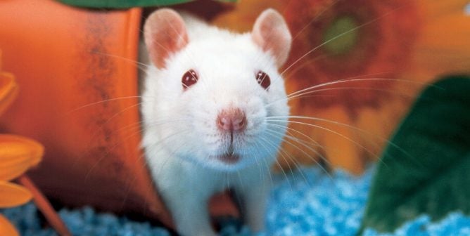 Animal Testing: Animals Used in Experiments | PETA