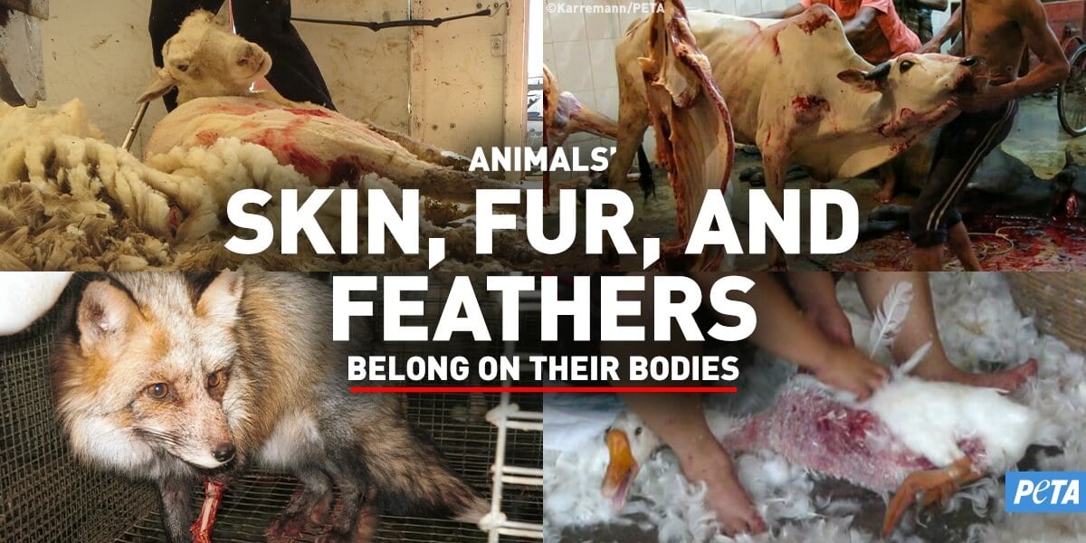 animal used for clothing