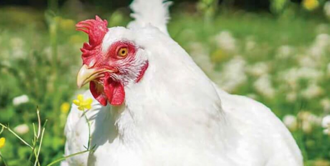 Cows, Chickens, Fish, and Other Animals Used for Food | PETA