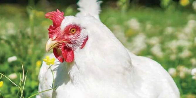 Cows, Chickens, Fish, and Other Animals Used for Food | PETA Cows, Chickens, Fish, and Other Animals Used for Food | PETA