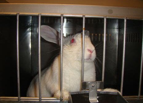 Animals Don’t Belong in Labs