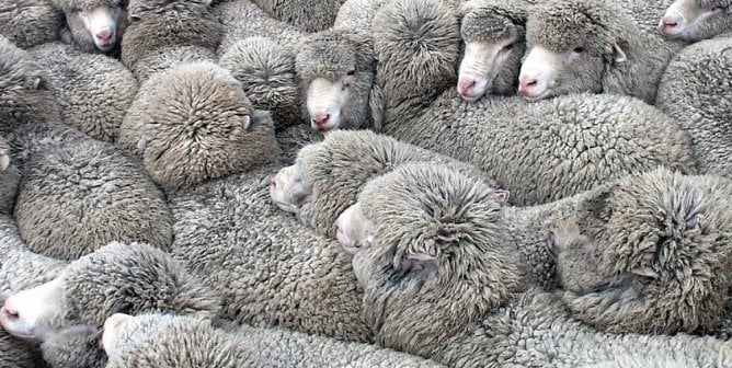 Leather, Wool, and Other Clothing Made From Animals | PETA Leather, Wool, and Other Clothing Made From Animals | PETA