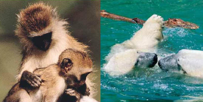 All Animals Have Feelings