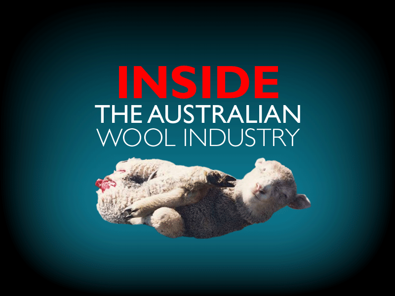 Inside the Australian Wool Industry PETA