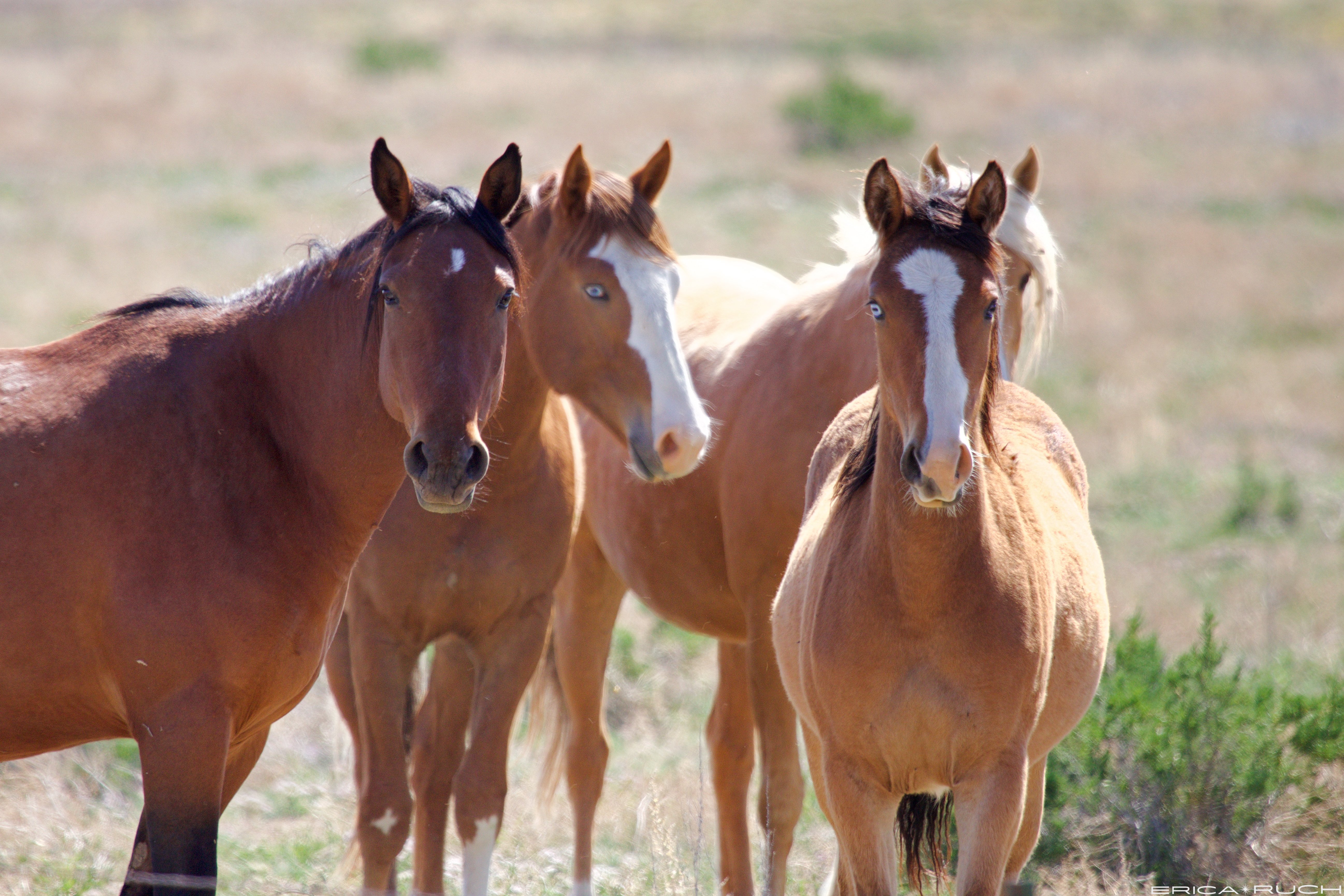 Horses