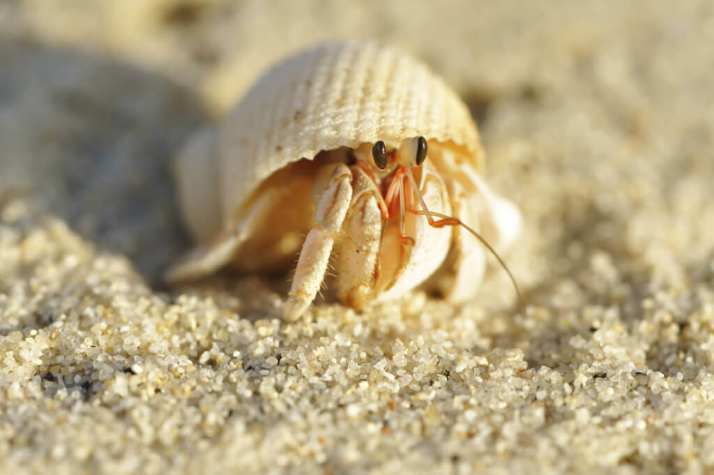 Hermit Crab on Beach