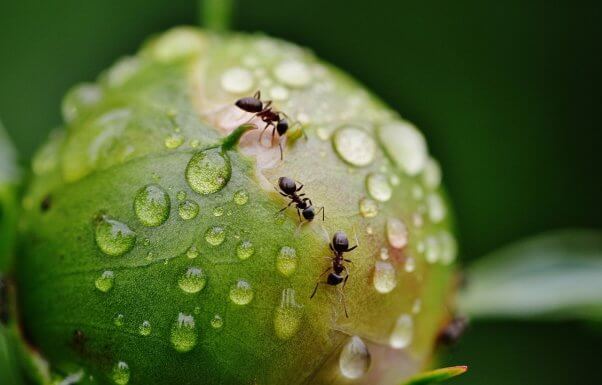 ants on a peony pesticide-free garden