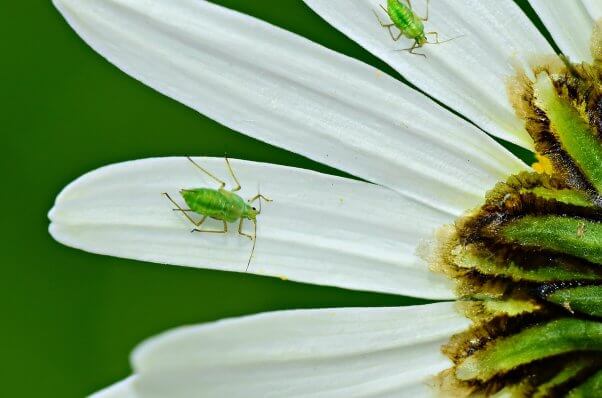 aphids on a flower pesticide-free gardening