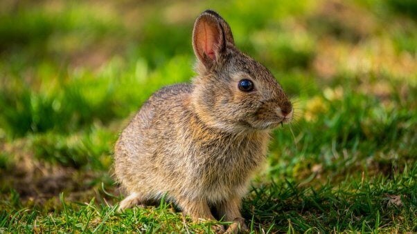 baby bunny in the grass pesticide-free garden