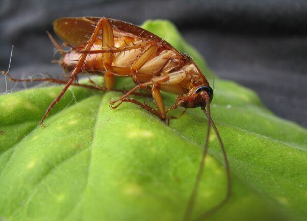 cockroach on a leaf pesticide-free garden