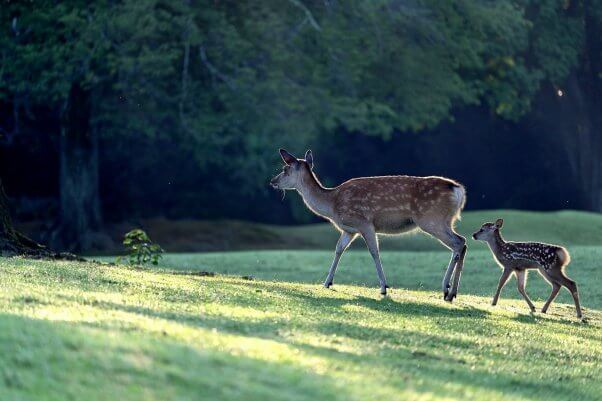 mother deer and fawn in a field