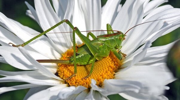 grasshopper on a flower pesticide-free garden