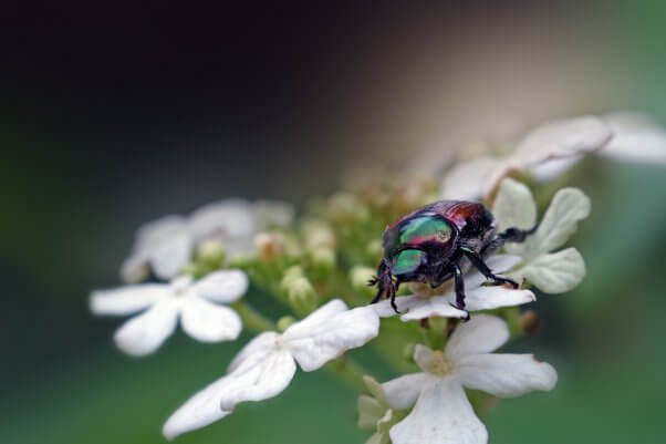 Japanese beetle on flowers pesticide-free garden