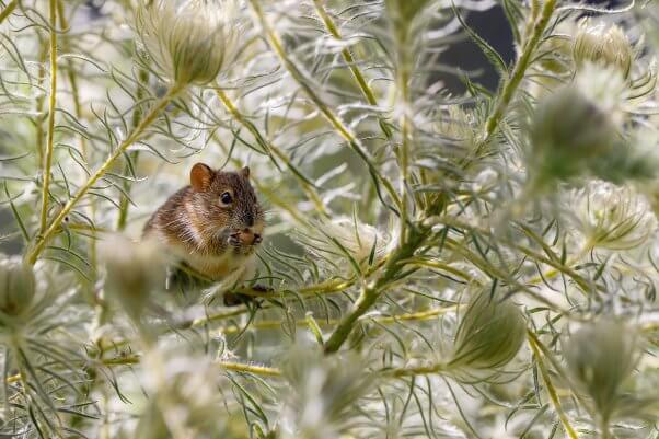 mouse in plants outdoors