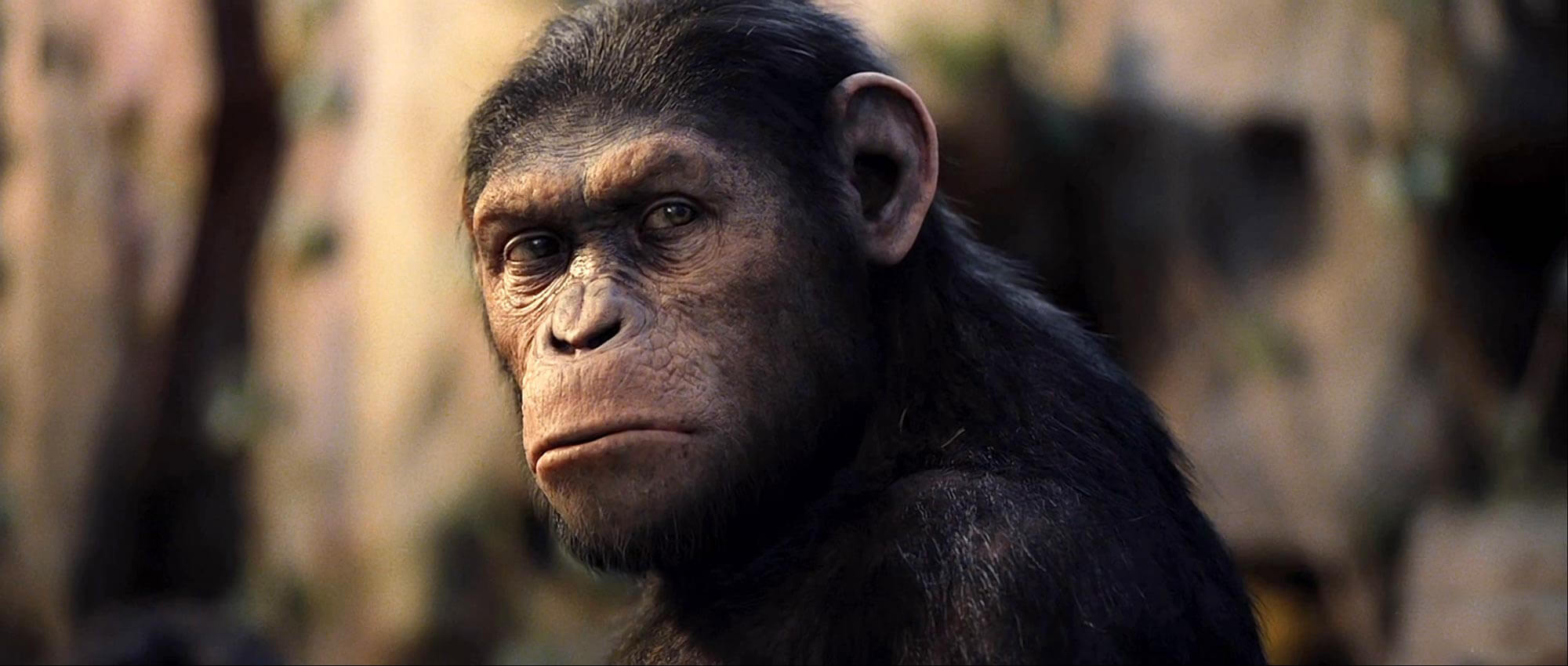 Rise of the Planet of the Apes | PETA
