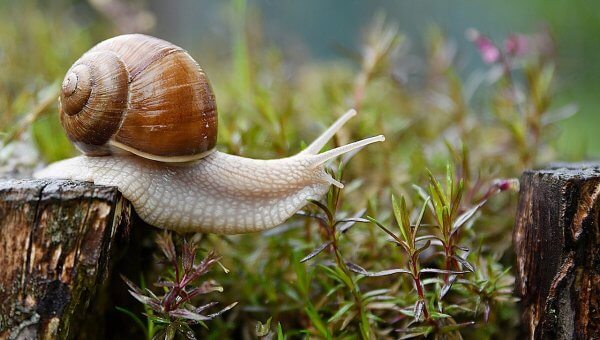 Keep Animals Safe With These Natural, Harmless Alternatives to Pesticides