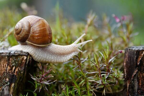 snail in grass pesticide-free garden