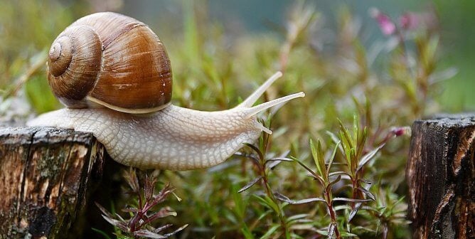 snail in grass pesticide-free garden