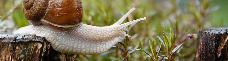 snail in grass pesticide-free garden
