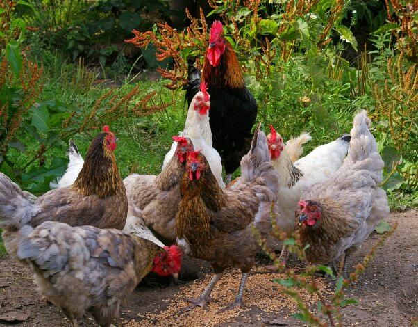 Chickens and Rooster Flock in Grassy Field