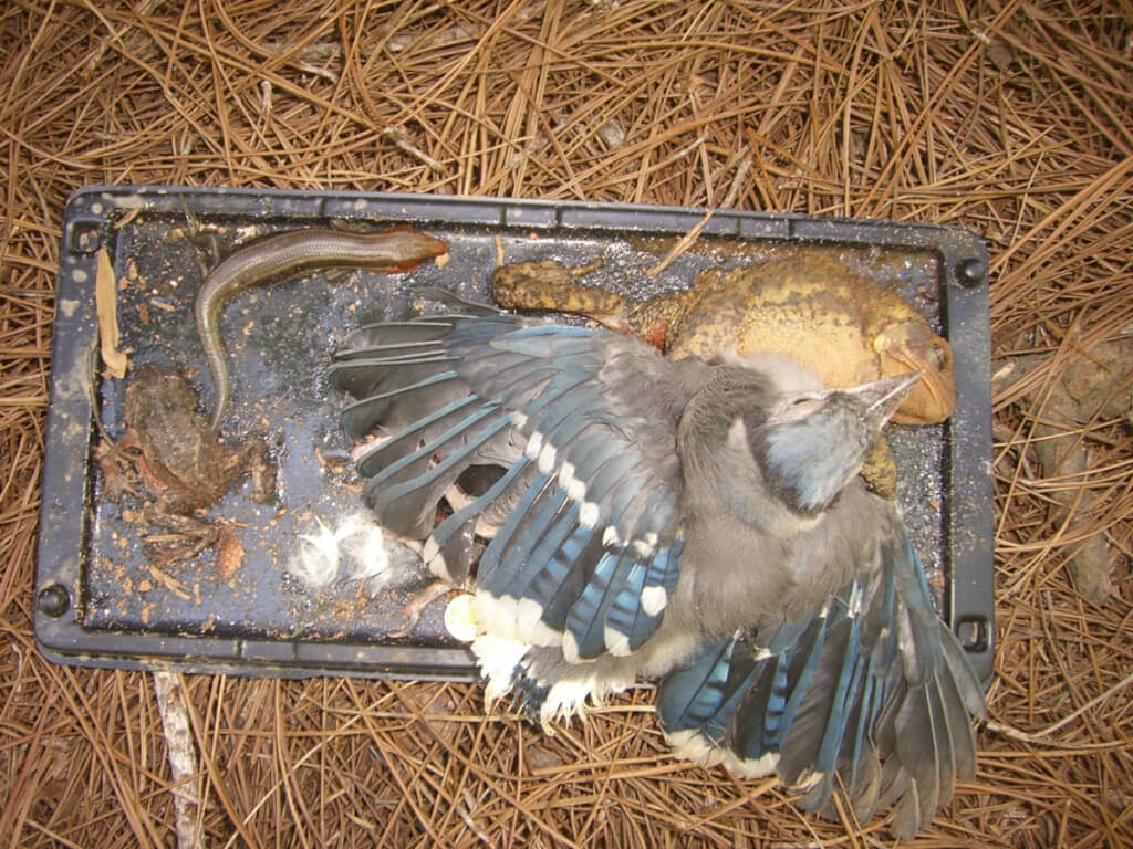 Glue trap with bird, frog, and small reptile attached