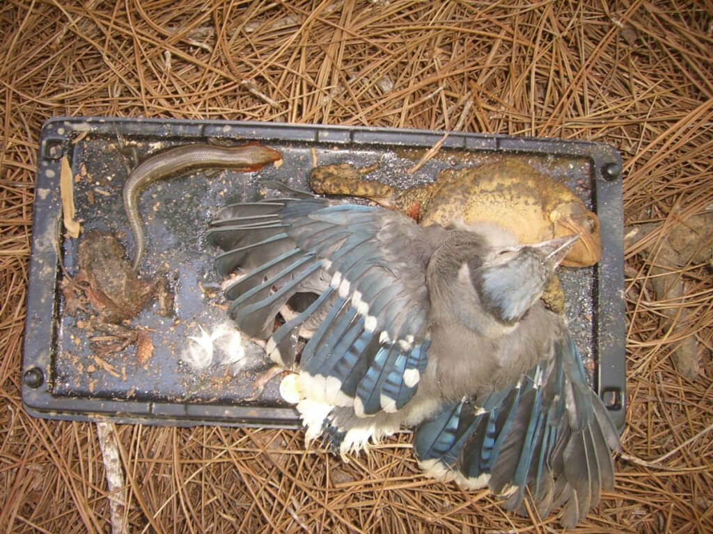 Blue Ridge Wildlife Center: Using glue traps to catch pests can