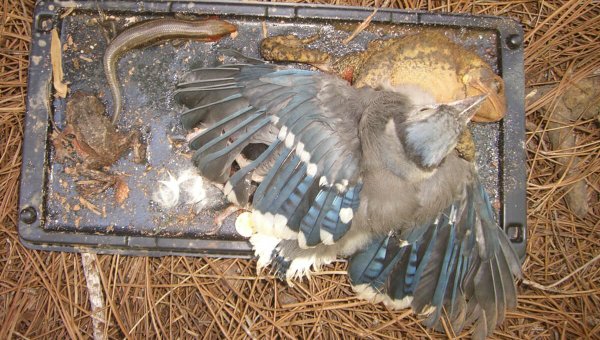 Glue trap with bird, frog, and small reptile attached