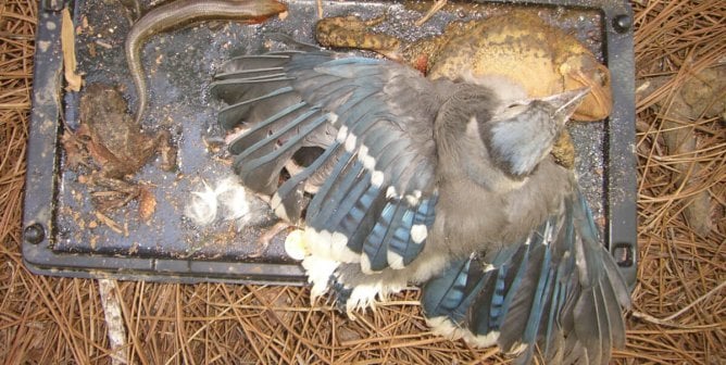 Glue trap with bird, frog, and small reptile attached