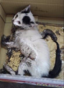 Trappola collante per gattini