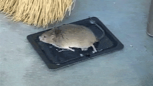 Outside mice traps discount