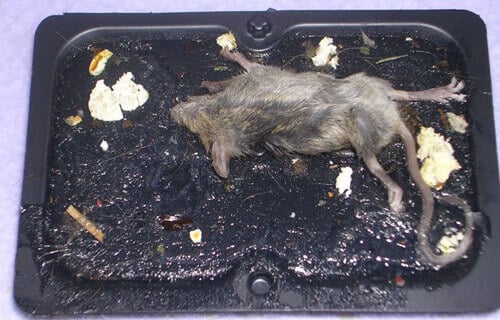 https://www.peta.org/wp-content/uploads/2011/08/Mouse-glue-trap.jpg