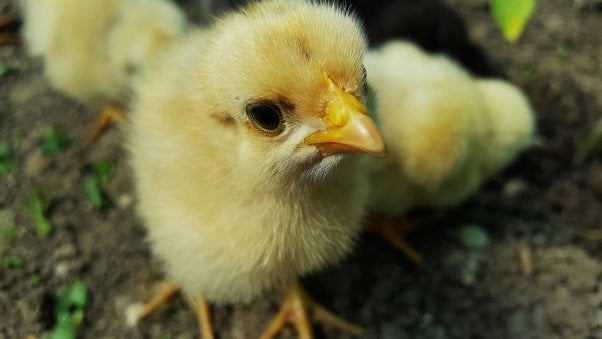Baby Chick in Grass