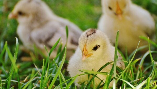 Baby Chicks in Grass