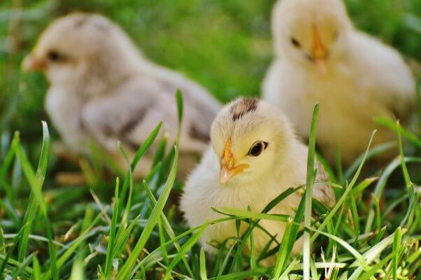 Baby Chicks in Grass