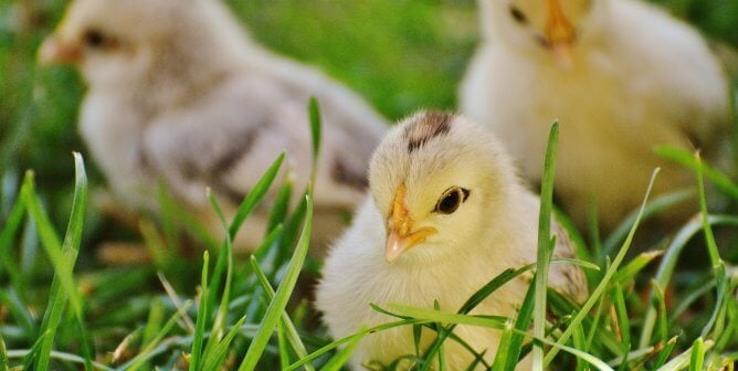 Baby Chicks in Grass