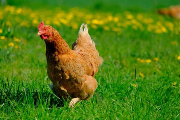 Chicken Sunbathing in Grassy Field