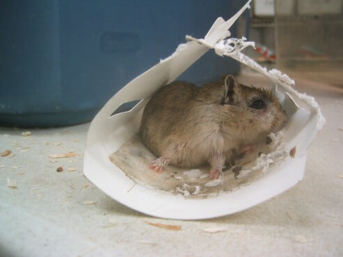 6 Steps to Save Animals Stuck on Glue Traps