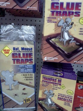 How Glue Traps Ruined My Childhood